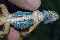 Coast Range Fence Lizard