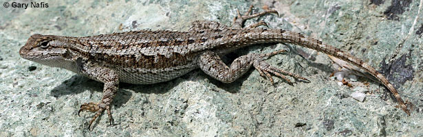 Coast Range Fence Lizard