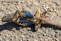 Coast Range Fence Lizard