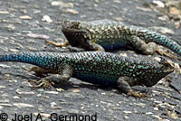 Coast Range Fence Lizard