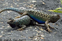 Coast Range Fence Lizard