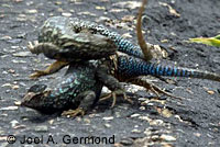 Coast Range Fence Lizard