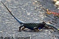 Coast Range Fence Lizard