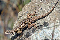 Coast Range Fence Lizard