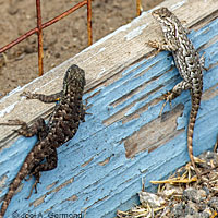 Coast Range Fence Lizard