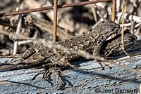 Coast Range Fence Lizard