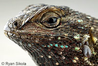 fence lizard with ticks