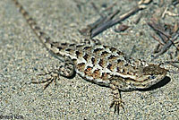 Coast Range Fence Lizard