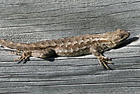 Coast Range Fence Lizard