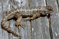 Coast Range Fence Lizard