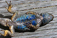 Coast Range Fence Lizard