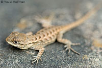 Coast Range Fence Lizard