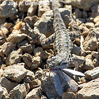 Pacific Gopher Snake eating a Western Fence Lizard