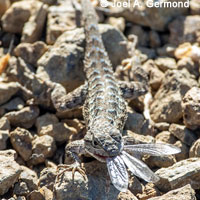 Pacific Gopher Snake eating a Western Fence Lizard