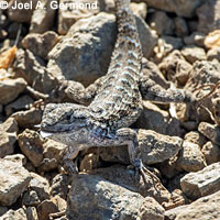 Pacific Gopher Snake eating a Western Fence Lizard