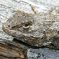 Coast Range Fence Lizard