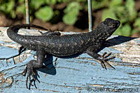 fence lizard with ticks