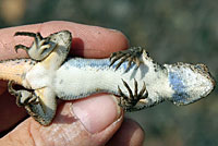 Northwestern Fence Lizard