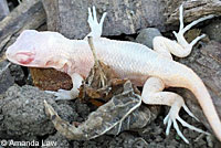 Coast Range Fence Lizard