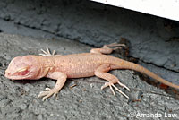 Coast Range Fence Lizard