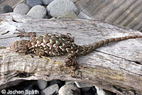 Western Fence Lizard 