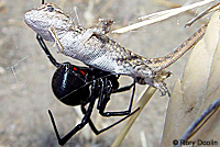 spider eating fence lizard