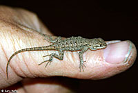 Great Basin Fence Lizard