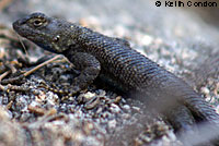 Great Basin Fence Lizard