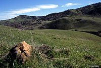 Coast Range Fence Lizard Habitat