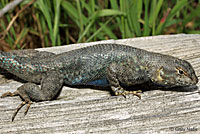 San Joaquin Fence Lizard