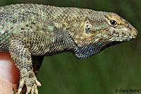 San Joaquin Fence Lizard