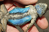 San Joaquin Fence Lizard