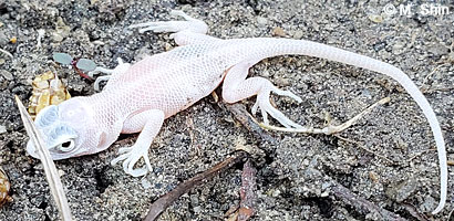 fence lizard