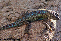 Great Basin Fence Lizard