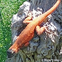 Great Basin Fence Lizard