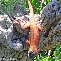 Great Basin Fence Lizard