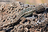 Northwestern Fence Lizard