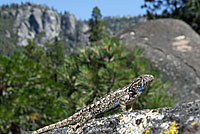 Sierra Fence Lizard