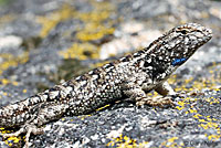 Sierra Fence Lizard