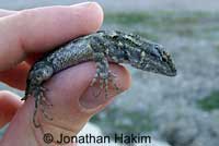 Great Basin Fence Lizard