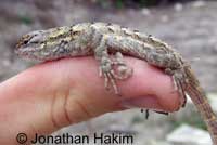 Great Basin Fence Lizard