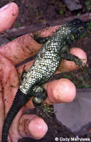 Great Basin Fence Lizard