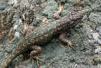 Northwestern Fence Lizard