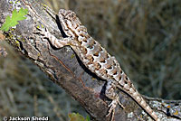 Northwestern Fence Lizard