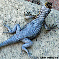 Great Basin Fence Lizard