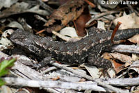 Coast Range Fence Lizard