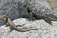 fence lizard and sagebrush lizard comparison