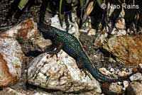 Great Basin Fence Lizard