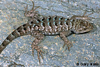 Great Basin Fence Lizard