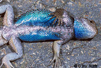 Great Basin Fence Lizard